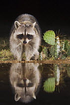 Northern Raccoon {Procyon lotor} at water at night, Hill Country, Texas, USA