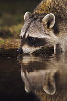 Northern Raccoon {Procyon lotor} drinking at night, Hill Country, Texas, USA
