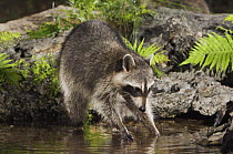 Northern Raccoon {Procyon lotor} at water at night, Hill Country, Texas, USA