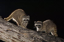Northern Raccoon {Procyon lotor} two adults at night on trunk, Hill Country, Texas, USA