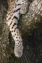 Ocelot {Felis pardalis} captive, leg and paw of female resting, Welder Wildlife Refuge, Texas, USA