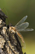 Owlfly {Ascalaphidae} adult on mesquite tree bark,  Rio Grande Valley, Texas, USA