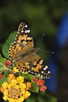 Painted Lady butterfly {Cynthia / Vanessa cardui} adult on Lantana bush, Switzerland