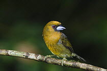 Prong-billed Barbet {Semnornis frantzii} Central Valley, Costa Rica