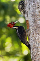 Pale-billed Woodpecker {Campephilus guatemalensis} male at nest hole, Manuel Antonio National Park, Costa Rica