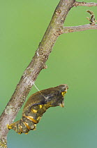 Chrysalis of Pipevine Swallowtail butterfly {Battus philenor} just before butterfly emerges, Hill Country, Texas, USA, sequence 1/3