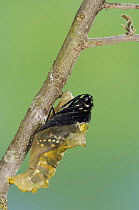 Pipevine Swallowtail butterfly {Battus philenor} butterfly emerging from chrysalis, Hill Country, Texas, USA, sequence 2/3