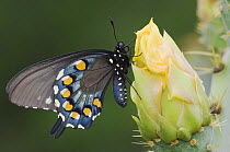 Pipevine Swallowtail butterfly {Battus philenor} Hill Country, Texas, USA