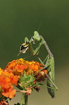 Praying Mantis {Mantidae} adult feeding on butterfly prey perched on Texas Lantana flower (Lantana urticoides) Rio Grande Valley, Texas, USA