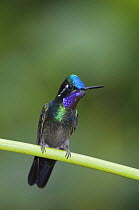 Purple-throated Mountain-gem {Lampornis calolaema} male perched, Central Valley, Costa Rica