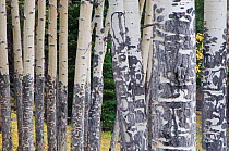 RF- Trunks of Quaking Aspen trees (Populus tremuloides) in autumn. Rocky Mountain National Park, Colorado, USA. (This image may be licensed either as rights managed or royalty free.)