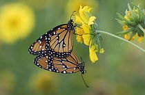 Queen butterfly {Danaus gilippus} pair mating on Golden Crownbeard flower (Verbesina encelioides) Rio Grande Valley, Texas, USA