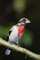 Rose-breasted Grosbeak {Pheucticus ludovicianus} immature male, Central Valley, Costa Rica