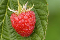 Red Raspberry {Rubus idaeus} berry fruit, Switzerland