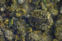 Red-eared Slider / turtle {Pseudemys / Trachemys scripta elegans} adult in stream, Rio Grande Valley, Texas, USA