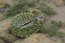 Red-eared Slider / turtle {Pseudemys / Trachemys scripta elegans} juvenile in stream, Rio Grande Valley, Texas, USA