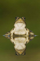 Rio Grande Leopard Frog {Rana berlandieri} with reflection in water, Hill Country, Texas, USA
