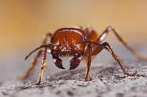 Red Harvester Ant {Pogonomyrmex barbatus} adult portrait, Hill Country, Texas, USA