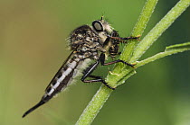 Robber Fly {Asilidae} adult with prey, Rio Grande Valley, Texas, USA, June 2006