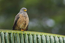 Roadside Hawk {Buteo magnirostris} perched on palm frond, Costa Rica