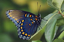 Red-Spotted Purple butterfly {Limenitis arthemis astyanax} on Lacey Oak leaf (Quercus laceyi) Hill Country, Texas, USA