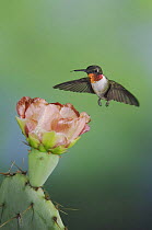 Ruby-throated Hummingbird {Archilochus colubris} male flying to feed on Texas Prickly Pear Cactus flower (Opuntia lindheimeri) Hill Country, Texas, USA