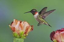 Ruby-throated Hummingbird {Archilochus colubris} male flying to feed on Texas Prickly Pear Cactus flower (Opuntia lindheimeri) Hill Country, Texas, USA