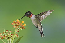 Ruby-throated Hummingbird {Archilochus colubris} male flying to feed on Mexican Milkweed flower (Asclepias curassavica) Rio Grande Valley, Texas, USA