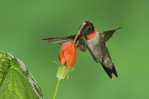 Ruby-throated Hummingbird {Archilochus colubris} male feeding on Texas Turk's Cap flower(Malvaviscus drummondii) Rio Grande Valley, Texas, USA