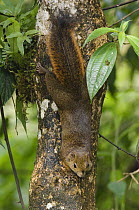 Red-tailed Squirrel {Sciurus granatensis} climbing down tree, Central Valley, Costa Rica