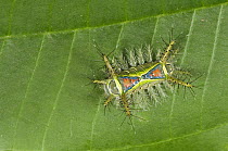 Caterpillar larva of Saddleback moth {Acharia sp} poisonous, Manuel Antonio National Park, Costa Rica