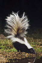 Striped Skunk {Mephitis mephitis} drinking at night, Hill Country, Texas, USA