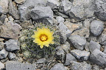Sea Urchin Cactus {Coryphantha echinus} flower,  Hill Country, Texas, USA