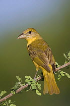 Summer Tanager {Piranga rubra} female on Catclaw {Acacia greggii} Hill Country, Texas, USA