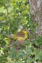 Summer Tanager {Piranga rubra} female on nest, Hill Country, Texas, USA