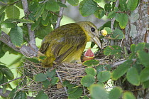 Summer Tanager {Piranga rubra} female feeding chicks at nest, Hill Country, Texas, USA