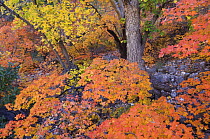Bigtooth Maples (Acer saccharum grandidentatum) in autumn, McKittrick Canyon, Guadalupe Mountains National Park, Texas, USA, November 2005