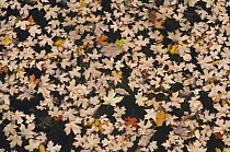 Stream with fallen leaves of Bigtooth Maple (Acer grandidentatum) in autumn, McKittrick Canyon, Guadalupe Mountains National Park, Texas, USA, November 2005