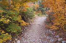 McKittrick Canyon trail and Bigtooth Maples (Acer grandidentatum) in autumn, McKittrick Canyon, Guadalupe Mountains National Park, Texas, USA, November 2005