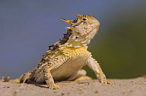 Texas Horned Lizard {Phrynosoma cornutum} Rio Grande Valley, Texas, USA