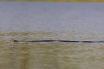 Texas Indigo Snake {Drymarchon corais erebennus} adult swimming, Rio Grande Valley, Texas, USA