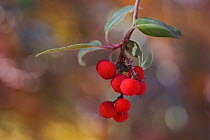Texas Madrone {Arbutus xalapensis} berries, Guadalupe Mountains National Park, Texas, USA