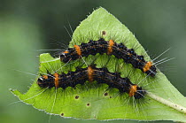 Caterpillar larvae of Tiger moth {Dysschema jansonis}  Manuel Antonio National Park, Costa Rica, Central America