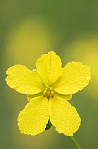 Two-leaved Senna {Senna roemeriana} flower with dew drops, Hill Country, Texas, USA