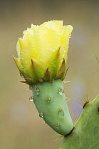 Texas Prickly Pear Cactus {Opuntia lindheimeri} flower with water drops, Hill Country, Texas, USA