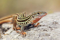 Texas Spotted Whiptail lizard {Cnemidophorus gularis} Hill Country, Texas, USA