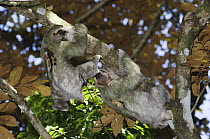 Brown-throated Three-toed Sloth {Bradypus variegatus} two males fighting, Manuel Antonio National Park, Costa Rica