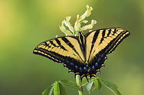 Two-Tailed Swallowtail {Papilio multicaudata} on Texas Buckeye (Aesculus glabra) Hill Country, Texas, USA