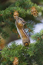 Uinta Chipmunk {Eutamias / Tamias umbrinus} feeding on cones of Ponderosa pine (Pinus ponderosa), Rocky Mountain National Park, Colorado, USA