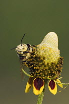 Bee {Apoidea} feeding on Mexican Hat flower (Ratibida columnaris) Hill Country, Texas, USA